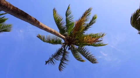 Palm tree Stock Footage 166810518