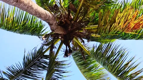 Palm tree Stock Footage 166810520