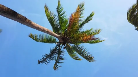 Palm tree Stock Footage 166810540