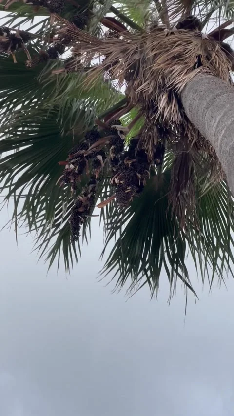 Palm tree Stock Footage 167857510