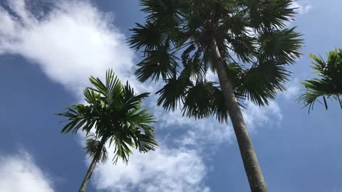 Palm tree Stock Footage 205016948