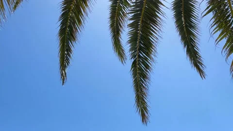 Palm tree Stock Footage 230980845