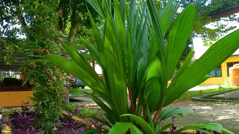 Palm tree Stock Footage 240069769