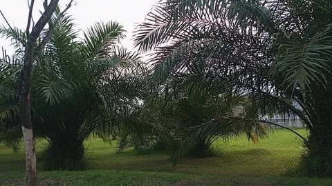 Palm tree Stock Footage 242596982