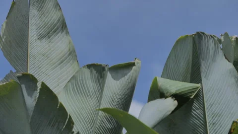 Palm tree 스톡 동영상 244353928