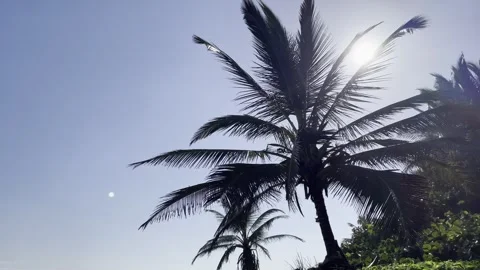 Palm tree Vidéo 254640449