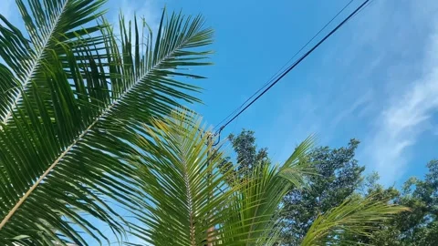 Palm tree Video stock 258093731