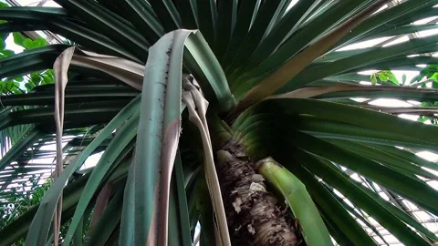 Palm tree Stock Footage 259161534