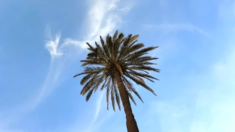 Palm tree Stock Footage 261672470