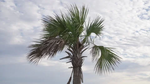 Palm tree Stock Footage 264625726
