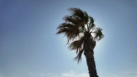 Palm tree Stock Footage 303521458