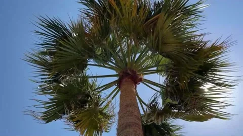 Palm tree Stock Footage 314016242