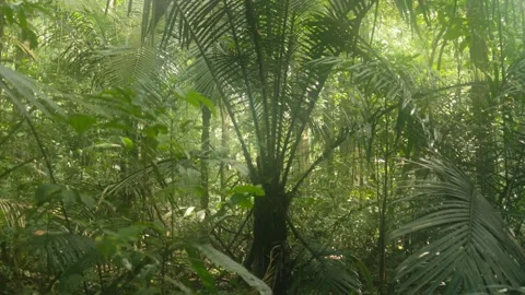 Palm tree Stock Footage 317885070