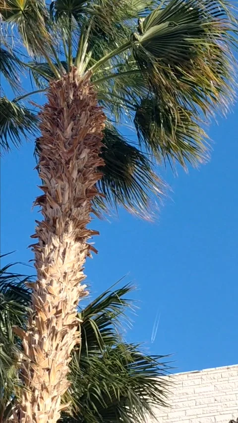 A palm tree Stock Footage 336197756