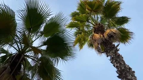Palm Tree Footage with Blue Sky Background Stock Footage 264488822