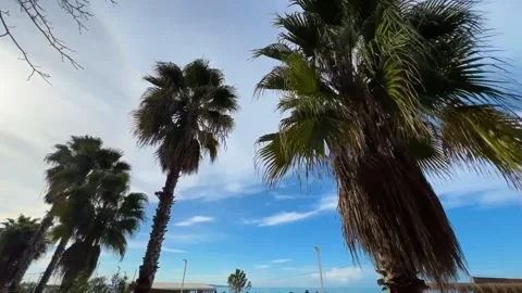 Palm Tree Footage with Blue Sky Background 1 Stock Footage 264488837