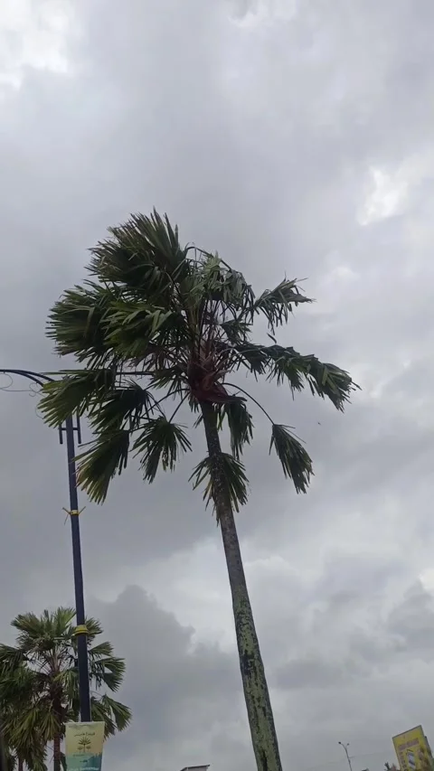 Palm tree footage Stock Footage 323581225