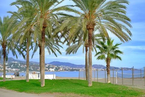 A palm tree is in the foreground of a beach scene Stock Photos