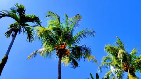 Palm tree is in the foreground of a blue sky Stock Footage 275043594