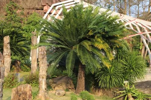 A palm tree in the foreground, next to it is an arch made of wood and red m.. Stock Photos