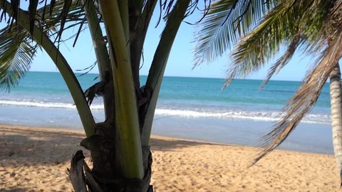 Palm tree in foreground with ocean in background Stock Footage 105871370