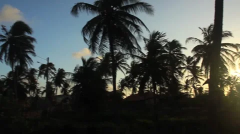 Palm tree forest 360 panorama Stock Footage 49101717
