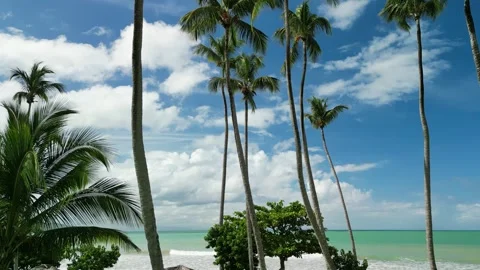 Palm-tree-forest-along-caribbean-beach-4k-07 Stock Footage 336676972