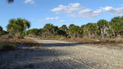 Palm Tree Forest with Big Sky Stock Footage 171949115