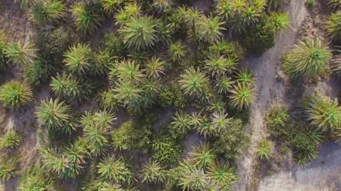 Palm Tree Forest in Crete, Greece Stock-Footage 272296642