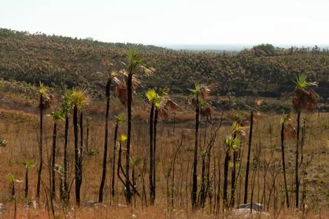 Palm tree forest devastated by drought, Trinidad, Cuba Stock Photos