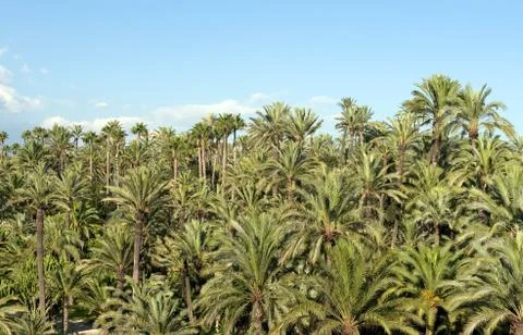 Palm tree forest in Elche, Spain Stock-Fotos