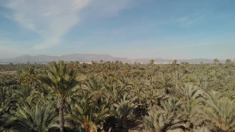 Palm tree forest 動画素材 124277925