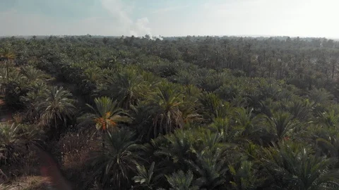 Palm tree forest 動画素材 124277955
