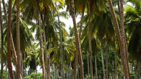 Palm tree forest Vídeo Stock 268835631