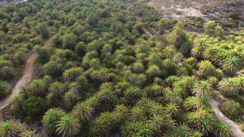 Palm Tree Forest Stock-Footage 272253602