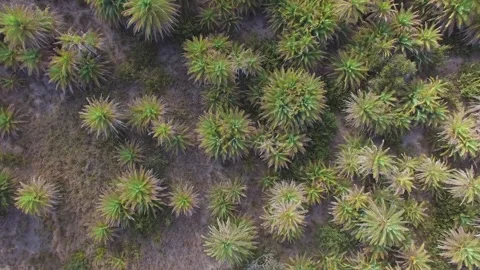 Palm Tree Forest Stock-Footage 272254396