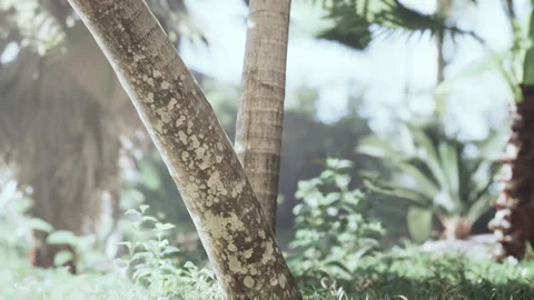 The palm tree in the forest Stock Footage 304506707