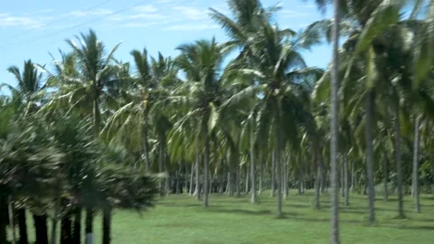 Palm tree forest handheld shaky from car on a sunny day, freedom, adventure Stock Footage 132170001