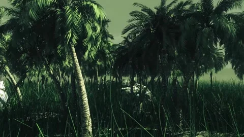 Palm Tree Forest HD Stock Footage II Stock Footage 263834401