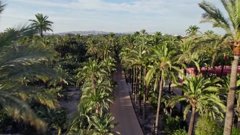 Palm tree forest (Palmeral) with a driving path near Elche City Video stock 236167166