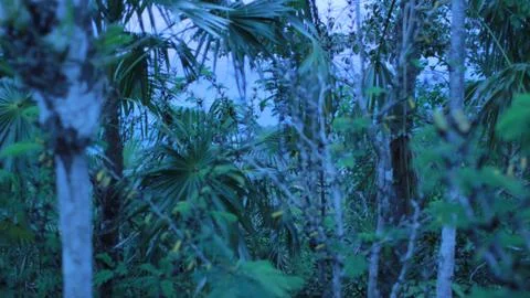 Palm Tree Forest Foto stock