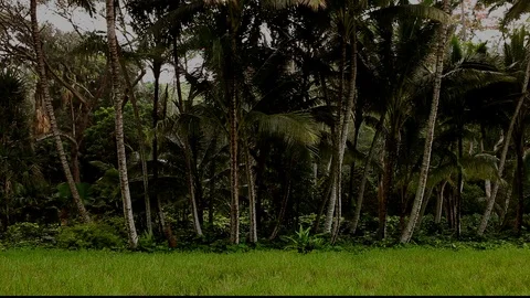 Palm Tree Forest Rain Stock Footage 104268853