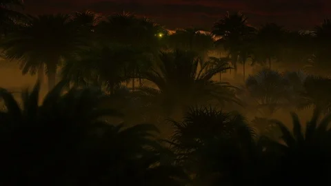 Palm tree forest with stormy clouds gathered on top Stock Footage 106448830