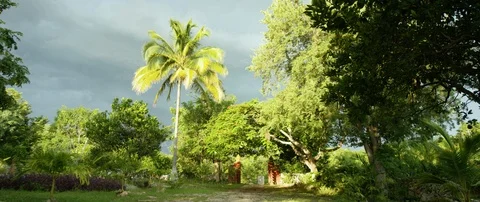 Palm tree in forest on a sunny day Stock Footage 85850139