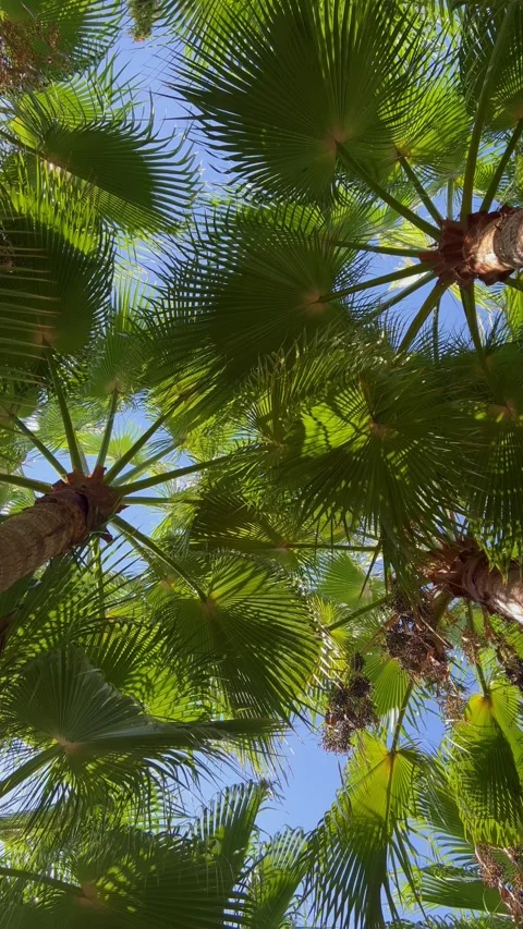 Palm tree forest viewed from below with swaying tropical crowns and sunlight Stock Footage 345037184