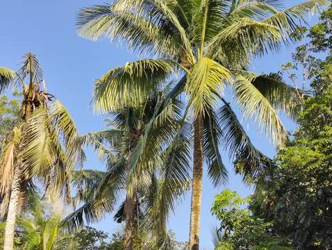 Palm tree in the forest.tree branches in forest, Natural background Stock Photos