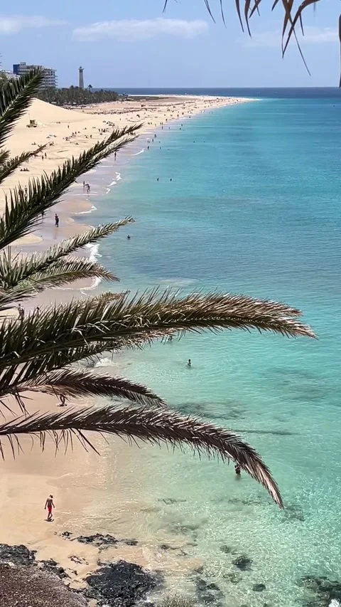 Palm tree frame turquoise ocean view beach Morro Jable Fuerteventura HD vertical 스톡 동영상 342036934
