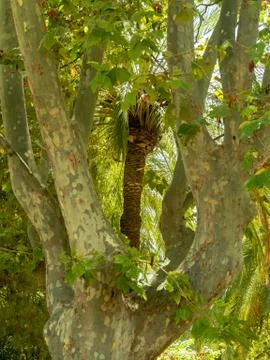 Palm tree framed by deciduous trees Stock Photos