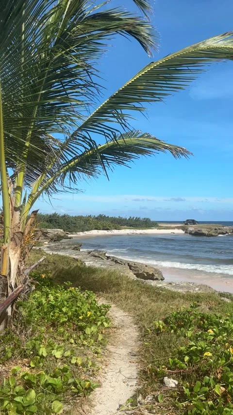 Palm Tree Framing Sandy Beach Path, Barbados Caribbean Coastline Stock-Footage 337972272