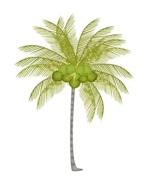 A Palm Tree with Fresh Green Coconuts Stock Illustration